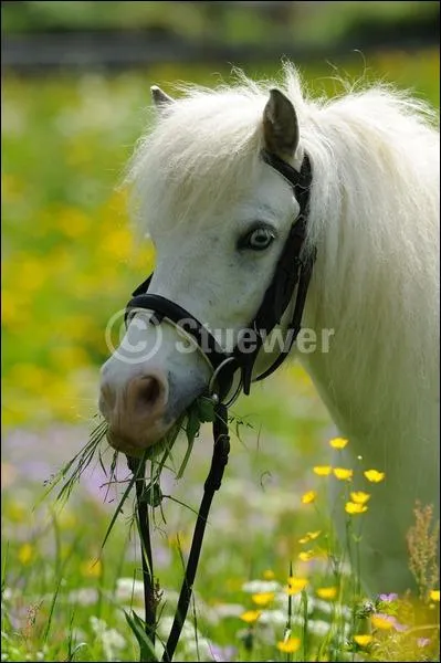 Quelle est cette race ?