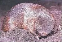 Qu'est-ce que c'est ?