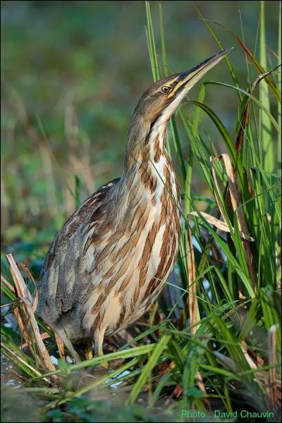 Vocabulaire : Se dit d'un grossier personnage, d'un malappris. - Varit d'oiseau chassier, voisin du hron, et vivant dans les marais.