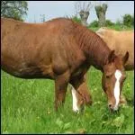 De quelle robe est ce cheval ?