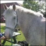 De quelle robe est ce cheval ?