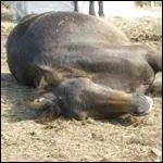 De quelle robe est ce cheval ?