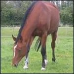 De quelle robe est ce cheval ?