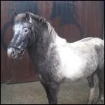 De quelle robe est ce cheval ?