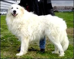 Quel chien de berger est le plus grand ?