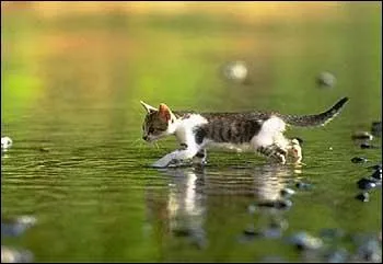 Comment le chat fait sa toilette ?