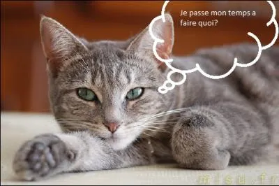 Le chat passe son temps  :