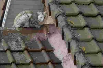 Quelle est la race de chat qui vit dehors ?