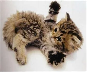 Comment s'appelle le bb des chats ?