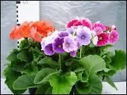 Que provoque pour certaines personnes la primevre et en particulier cette varit appele  primevre obconica  ?