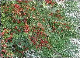 Quelles parties du cotoneaster horizontal sont les plus toxiques ?