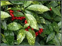 L'aucuba fait partie des plantes toxiques. Quelles sont les parties les plus nocives de cette plante ?