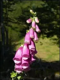 La digitale est galement connue pour tre une plante trs toxique. A votre avis, quelles sont les parties les plus toxiques ?