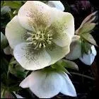 Les parties vnneuses de l'hellbore ( ou rose de Nol ) sont ...