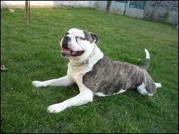 Quelle est la race de ce chien ?