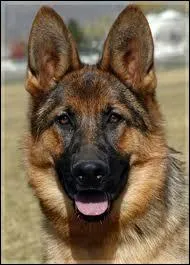 Quelle est la race de ce chien ?