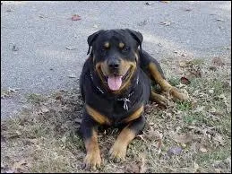 Quelle est la race de ce chien ?