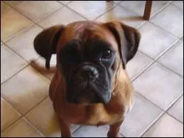 Quelle est la race de ce chien ?