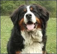 Quelle est la race de ce chien ?