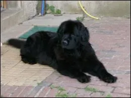 Quelle est la race de ce chien ?