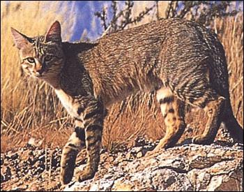 Équivalent nord-africain du chat sauvage européen, ce petit animal était sacré dans l'ancienne Égypte. Quel est son nom ?