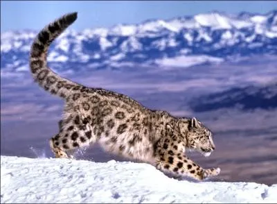 L'once est un grand flin qui habite les hautes montagnes d'Asie. Quel est son autre nom ?