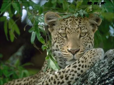 La panthre est le flin sauvage le plus cosmopolite et le troisime par la taille. Sous quel autre nom est-elle connue ?