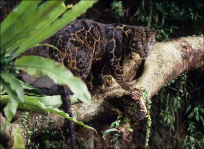 Considéré jadis comme une sous-espèce de la panthère longibande , ce félin rare habite les îles indonésiennes. Quel est son nom ?