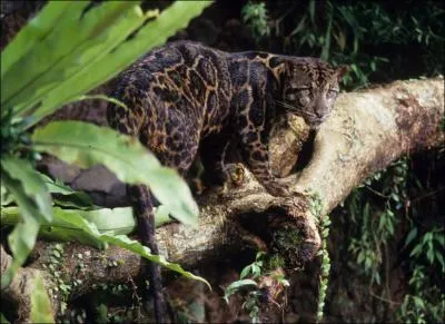 Considr jadis comme une sous-espce de la panthre longibande , ce flin rare habite les les indonsiennes. Quel est son nom ?