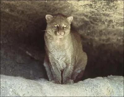 Ce petit flin habite les forts et les prairies d'Amrique centrale et du Sud. Quel est son nom ?