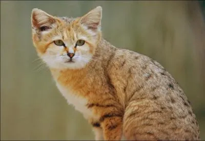Son nom scientifique est  Felis margarita  , ce trs joli chat des sable vit principalement dans les rgions dsertiques; quelle est son aire de rpartition ?