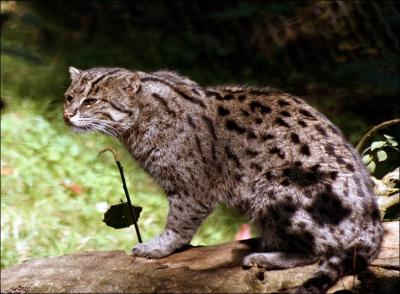Le chat pêcheur est un petit félin d'Asie bien doué pour la pêche. Sous quel autre nom est-il connu ?