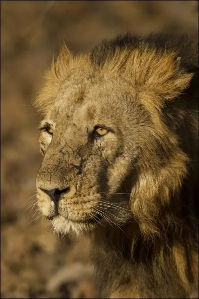 Le lion d'Asie est une sous-espce au bord de l'extinction. Seule une petite population survit en Inde, protge dans une clbre fort. Quel est le nom de cette fort ?