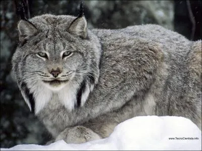 Il est le reprsentant amricain le plus grand de la famille des lynx :