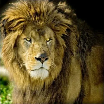 Cet animal majestueux qui assurait l'essentiel des spectacles de cirque dans la Rome antique est aujourd'hui disparu,  l'tat sauvage. C'est la sous-espce de lion la plus grande :