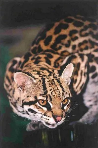 Ce chat sauvage est le troisime plus grand flin du continent amricain. Il est  l'aise dans les diffrents milieux naturels. Quel est son nom ?