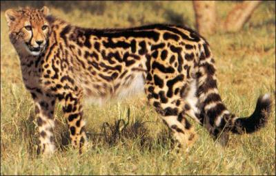 Le guépard est le mammifère prédateur le plus rapide sur terre ferme et il vit en Afrique et en Asie. Cette variété peu commune se retrouve dans de rares endroits de l'Afrique du Sud. Quel est son nom ?
