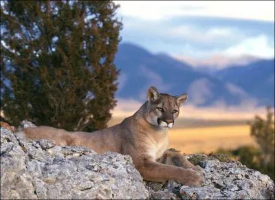 Le puma, ou lion des montagnes, est le plus grand flid d'Amrique aprs le jaguar et il occupe toutes les latitudes du continent. Quel est son autre nom ?