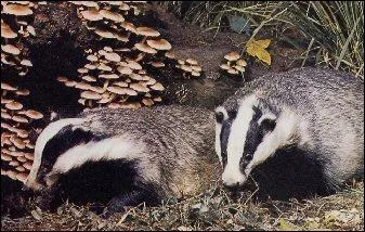 Quel mot se cache-t-il dans le nom de ce gros mustlid, qui est aussi le surnom de Bernard Hinault ?