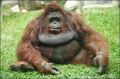 Que dsigne le mot que vous pouvez former avec des lettres prises dans le nom de cet animal ?