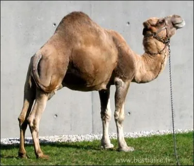 Elle peut tre normande et se cache dans le nom de cet animal. C'est...