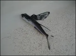 Qui rapporte le drapeau des Mugiwaras ?