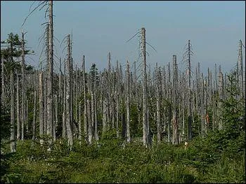 Cette fort a t victime de ce que l'on appelle une pluie...