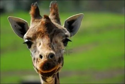 Quel est cet animal ?