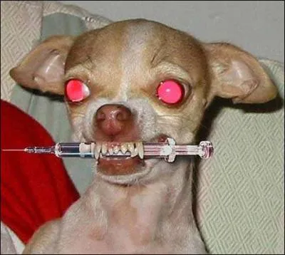 Quel est cet animal ?