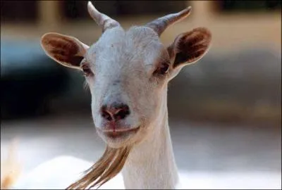 Quel est cet animal ?