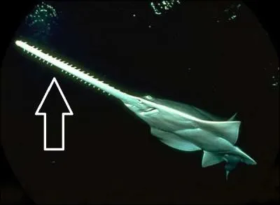 Charade : Mon premier est la dmonstration d'un appareil nouveau. Mon second est les trois premires lettres du mot  cratre . Voir l'image pour mon troisime. Mon tout remonte  la Grce antique.