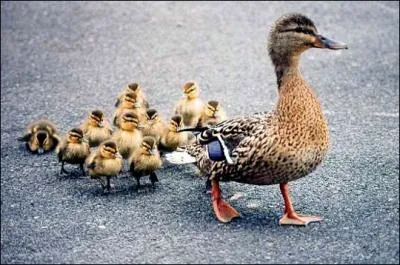 Combien de canetons suivent-ils la cane sur la photo ?