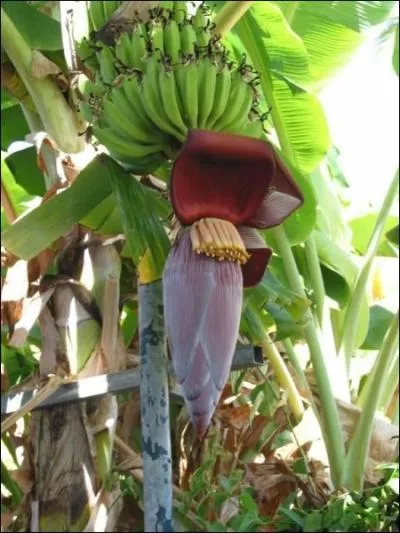Fleur du bananier, trs apprcie dans la cuisine runionnaise. En crole runionnais...
