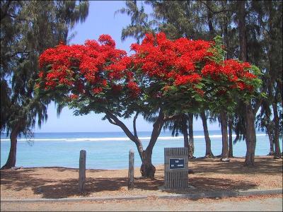 Il tient son nom de la couleur des ses fleurs qui éclosent en décembre, c'est l'un des symboles de Noël à la Réunion...